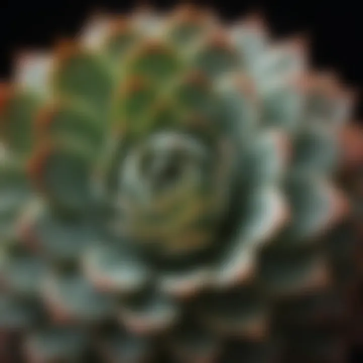 Close-up view of a succulent with intricate leaf patterns and textures