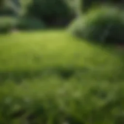 Luxurious zoysia grass lawn showcasing vibrant green color and dense growth