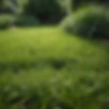 Luxurious Zoysia Grass Lawn Luxurious zoysia grass lawn showcasing vibrant green color and dense growth