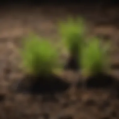 Zoysia grass seedlings emerging from well-prepared soil under optimal light conditions