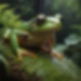 Colorful tree frog blending in with rainforest foliage