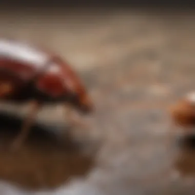 Water Bug vs Cockroach Comparison of cockroach and water bug side by side.