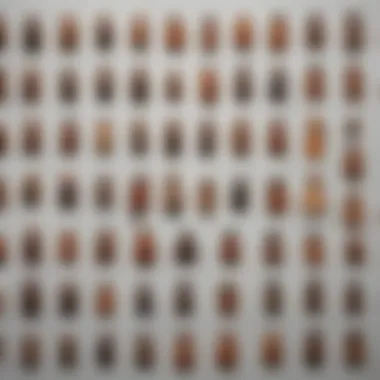 Taxonomy of Water Bugs and Cockroaches An infographic illustrating the taxonomy of water bugs and cockroaches.