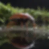 A close-up view of a water bug showcasing its distinctive features.