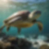 Green sea turtle swimming gracefully in clear waters