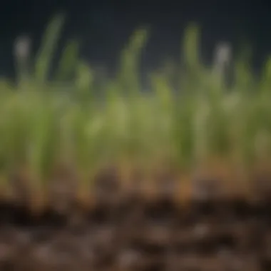 Close-up of Bahia grass roots and soil