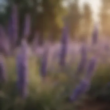 Lavender: Aromatic Shield Against Mosquitoes Lavender plants in bloom with a vibrant backdrop