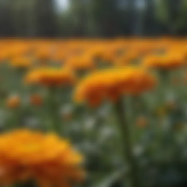 A close-up of marigold flowers showcasing their bright colors