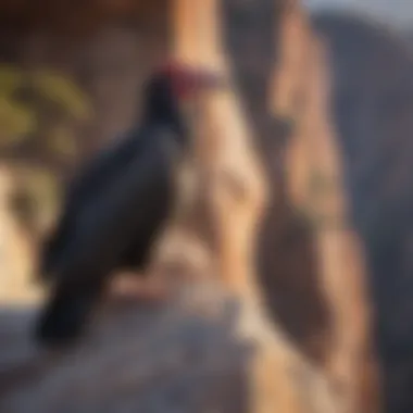 A close-up of a California Condor perched on a rocky cliff