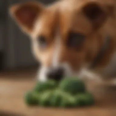 A dog curiously examining a piece of broccoli