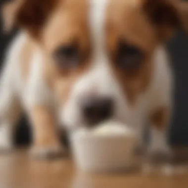 A close-up of a dog curiously sniffing a yoghurt container