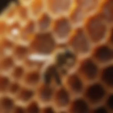 A close-up shot of honeycomb with a bee sitting on it