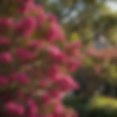 Vibrant Crepe Myrtle tree in full bloom showcasing its colorful flowers