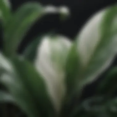 Glossy Texture of Peace Lily Leaves Close-up view of peace lily leaves showcasing their glossy texture.