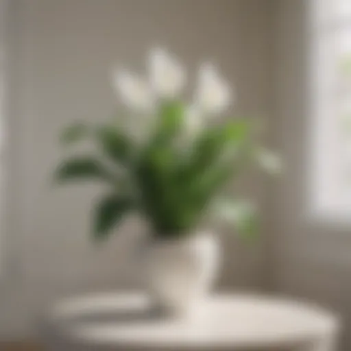 A lush peace lily with white blooms in a bright indoor setting.