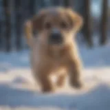 Chinook puppy playing in a snowy landscape