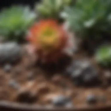 Creating Your Own Succulent Soil Blend DIY succulent soil mixture in a container