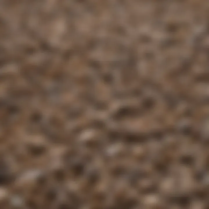 Close-up of clumping litter demonstrating absorbency
