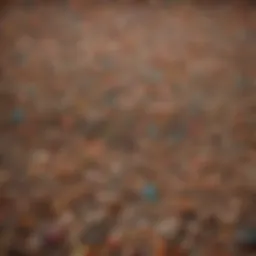 Various types of cat litter displayed in an organized manner