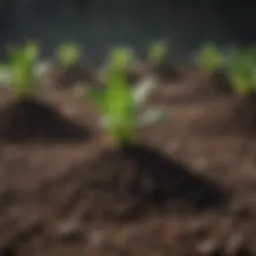 Rich, dark soil prepared for zucchini cultivation