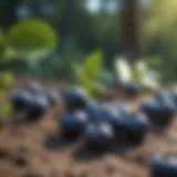 Choosing the right blueberry variety