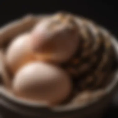 Proper Egg Care Techniques During Incubation Illustration depicting proper egg care techniques during incubation