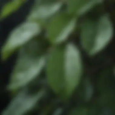 Close-up of laurel leaves with raindrops