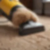 Pet hair being vacuumed from a carpet