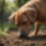 Dog digging in the garden