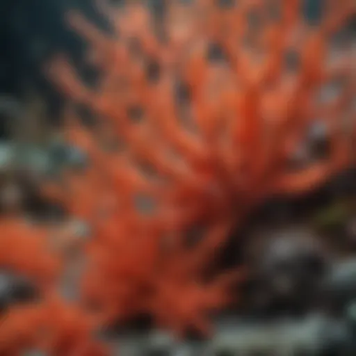 Vibrant coral formations showcasing biodiversity