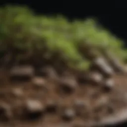 A close-up of various bonsai soil components, showcasing the texture and quality of each ingredient.