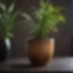 Diverse bamboo species in decorative pots