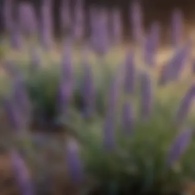 Close-up of lavender flowers showcasing their intricate details