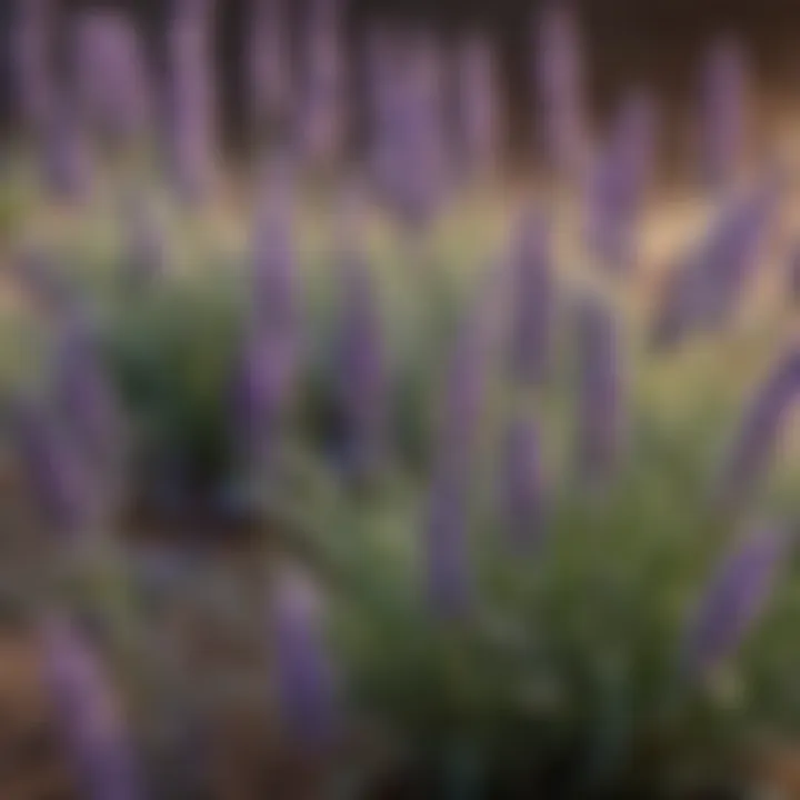 Close-up of lavender flowers showcasing their intricate details