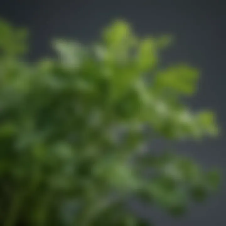 Close-up of parsley leaves showcasing their vibrant green color