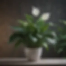 A thriving peace lily plant showcasing lush green leaves and elegant white flowers.