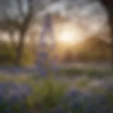 Lush blossoms of the Texas Bluebonnet tree