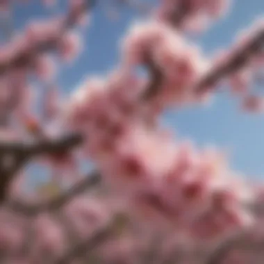 Mexican Plum Tree Blooms Vibrant blooms of the Mexican Plum tree