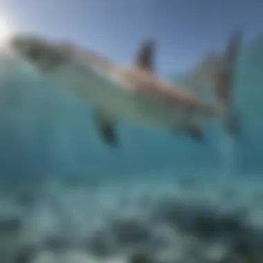 Ecological Significance of Hammerhead Sharks Ecological significance of hammerhead sharks
