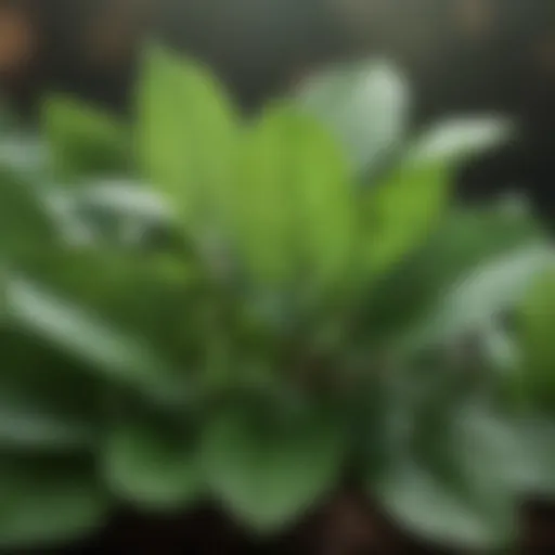 A close-up of peppermint leaves showcasing their vibrant green color and texture