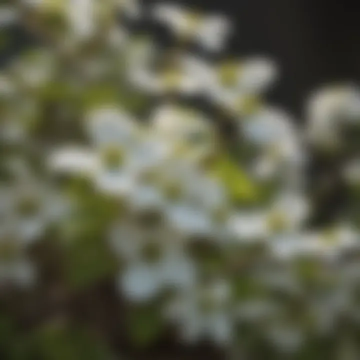 Close-up of dwarf dogwood flowers highlighting their beauty