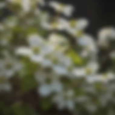 Beautiful Blossoms of the Dwarf Dogwood Tree Close-up of dwarf dogwood flowers highlighting their beauty