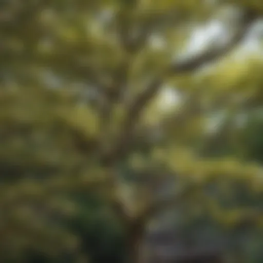Dwarf dogwood tree showcasing distinctive branching and leaf patterns