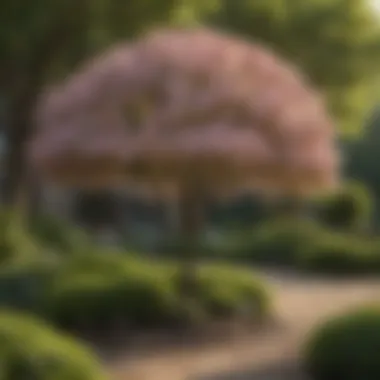Dwarf Dogwood Trees in Garden Landscaping Landscape design incorporating dwarf dogwood trees in a garden setting