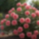 A vibrant rose bush in full bloom showcasing various colors and varieties