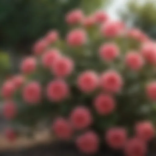 A vibrant rose bush in full bloom showcasing various colors and varieties
