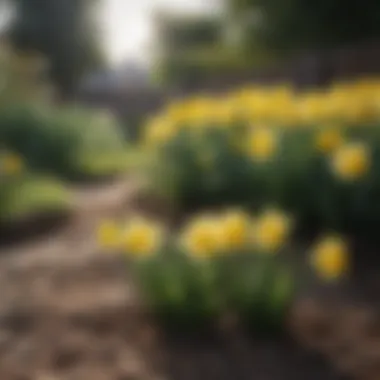 A garden bed filled with cheerful daffodils