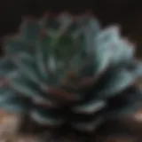 Echeveria Black Knight succulent displaying its dark foliage and unique shape