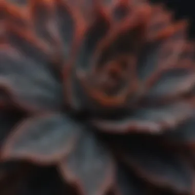 Close-up of Echeveria Black Knight's intricate leaf structure