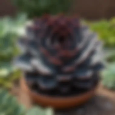 Echeveria Black Knight arranged in a vibrant outdoor garden setting